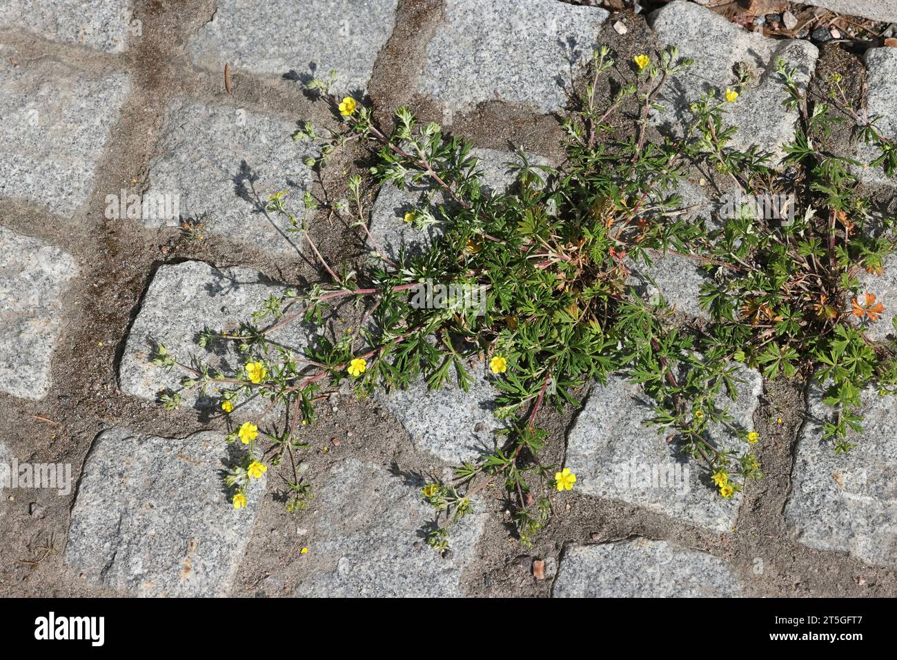 Silver Cinquefoil, Potentilla argentea, also called Hoary cinquefoil, wild flower from Finland Stock Photo