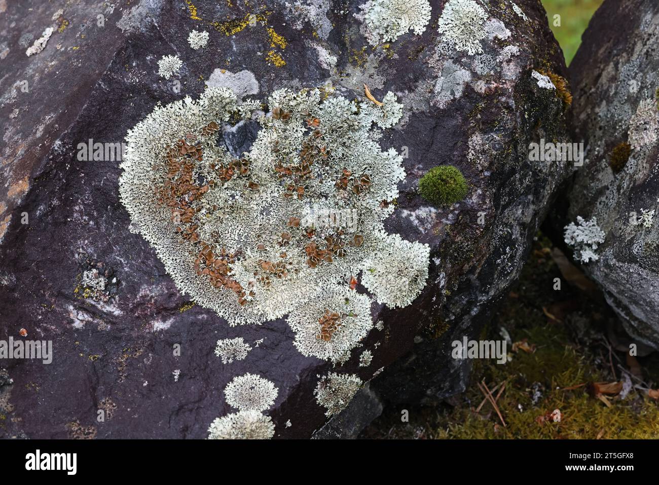 Xanthoparmelia stenophylla, a rock shield-lichen from Finland, no common English name Stock Photo
