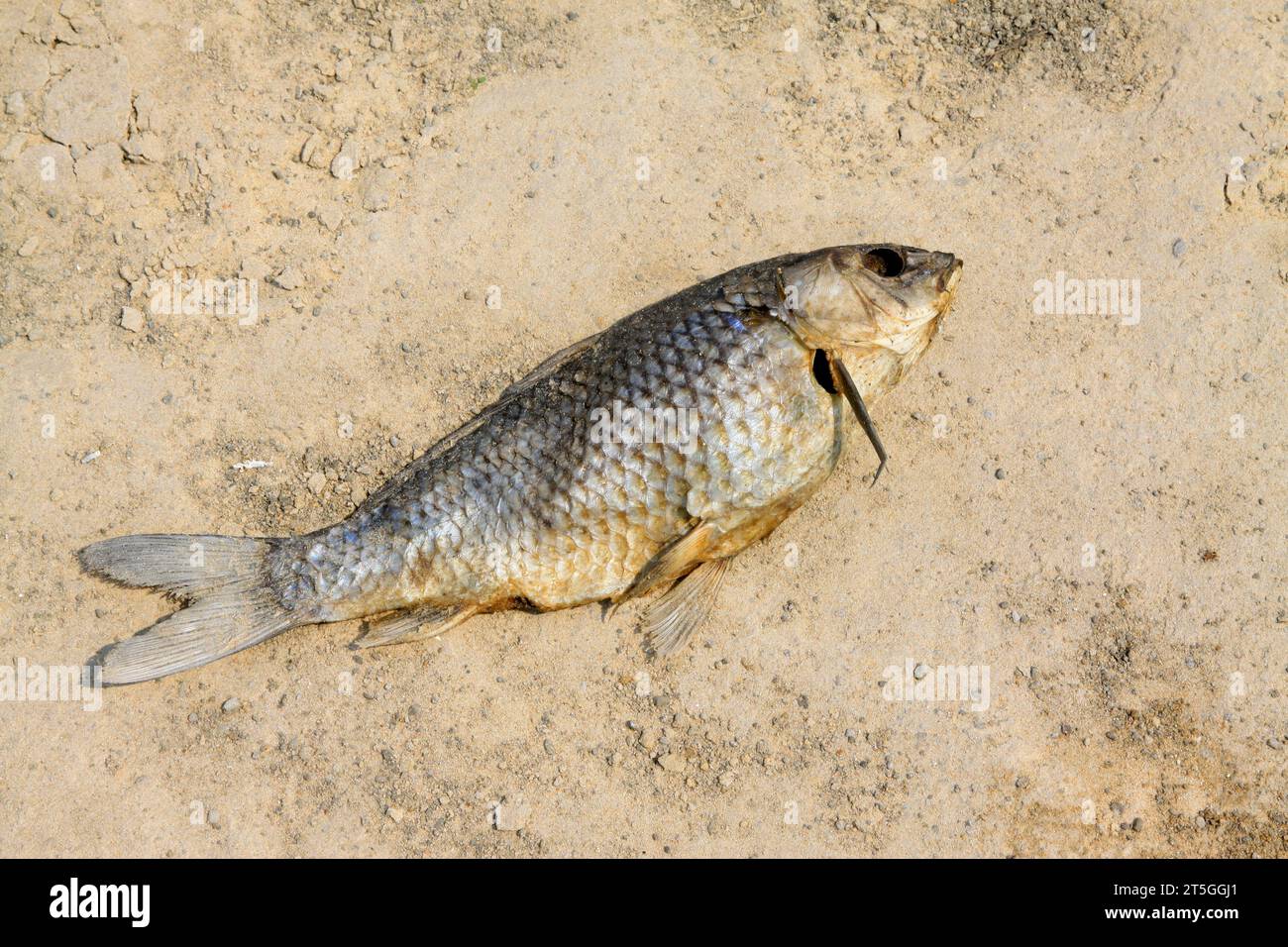 dead fish on the beach, closeup of photo Stock Photo - Alamy