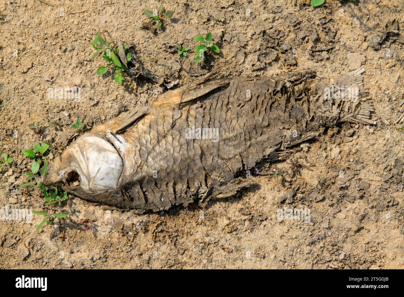 Dead fish on dry land hi-res stock photography and images - Alamy