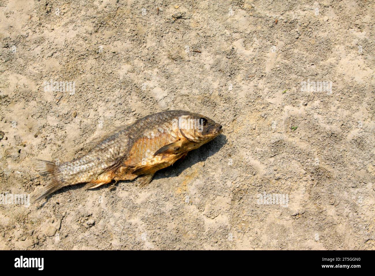 Dead fish on dry land hi-res stock photography and images - Alamy