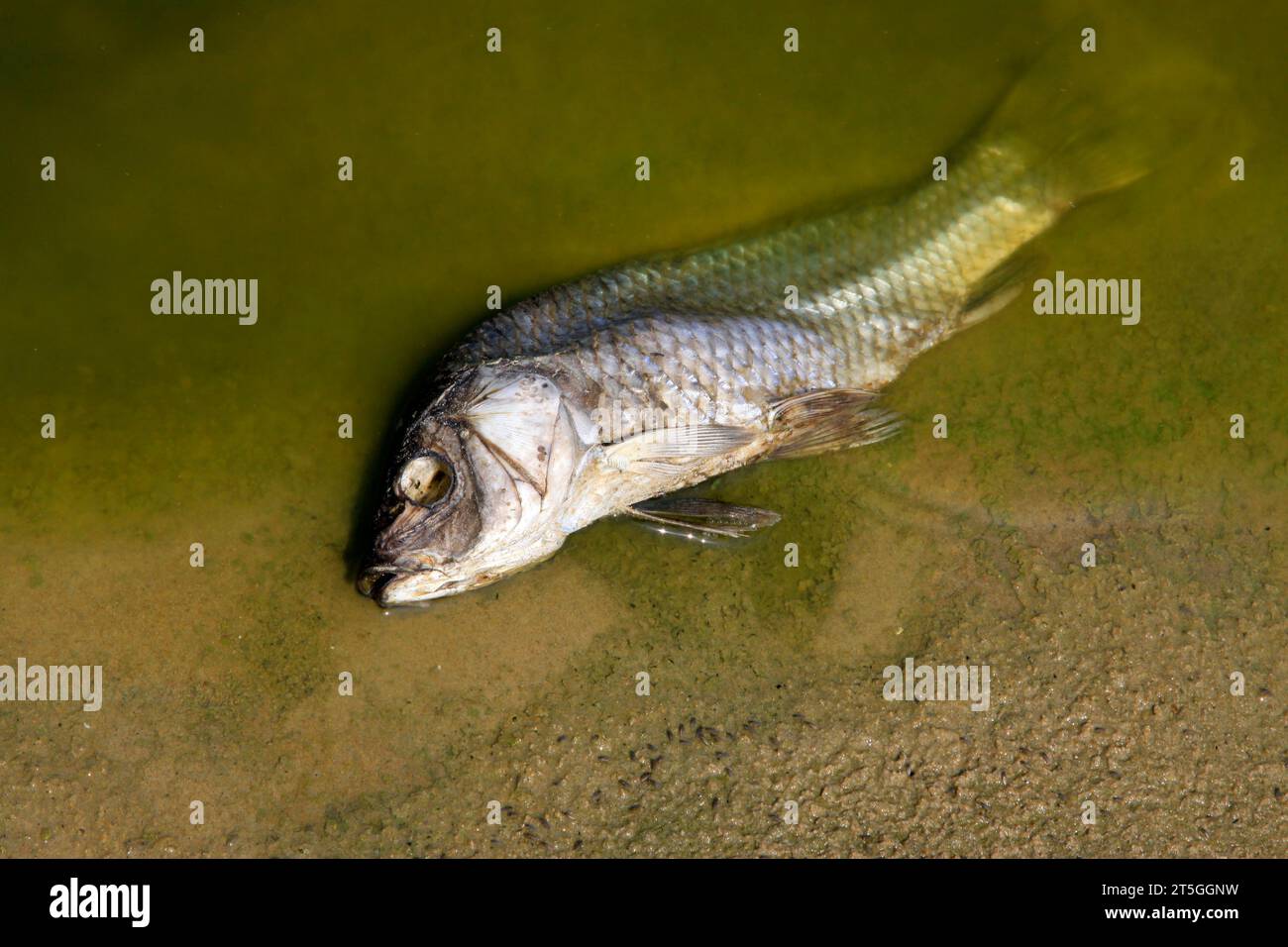 Suffocation fish hi-res stock photography and images - Alamy