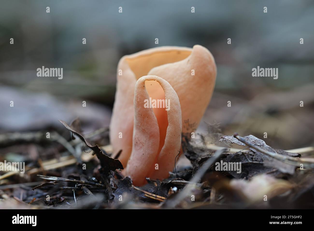 Otidea onotica, commonly known as hare's ear, wild fungus from Finland Stock Photo