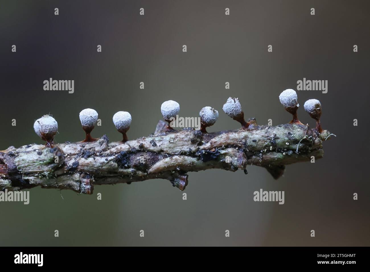 Craterium leucocephalum, a slime mold from Finland, no common english name Stock Photo