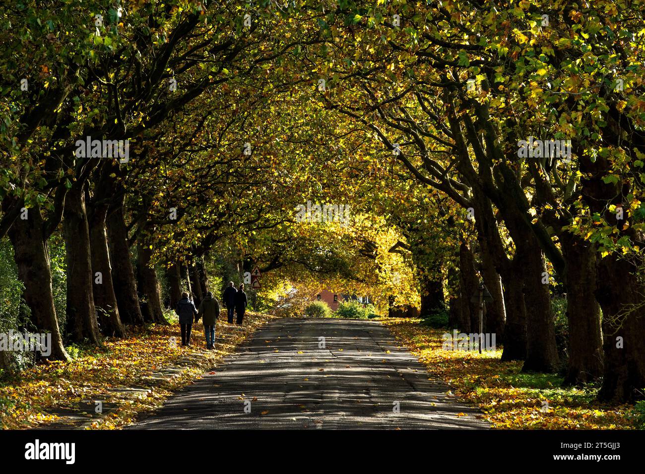 Whatton-in-the-Vale, Nottinghamshire, UK. 5th November 2023.  Couples soak up the autumn colours in Whatton-in-the-Vale, Nottinghamshire. Neil Squires/Alamy Live News Stock Photo