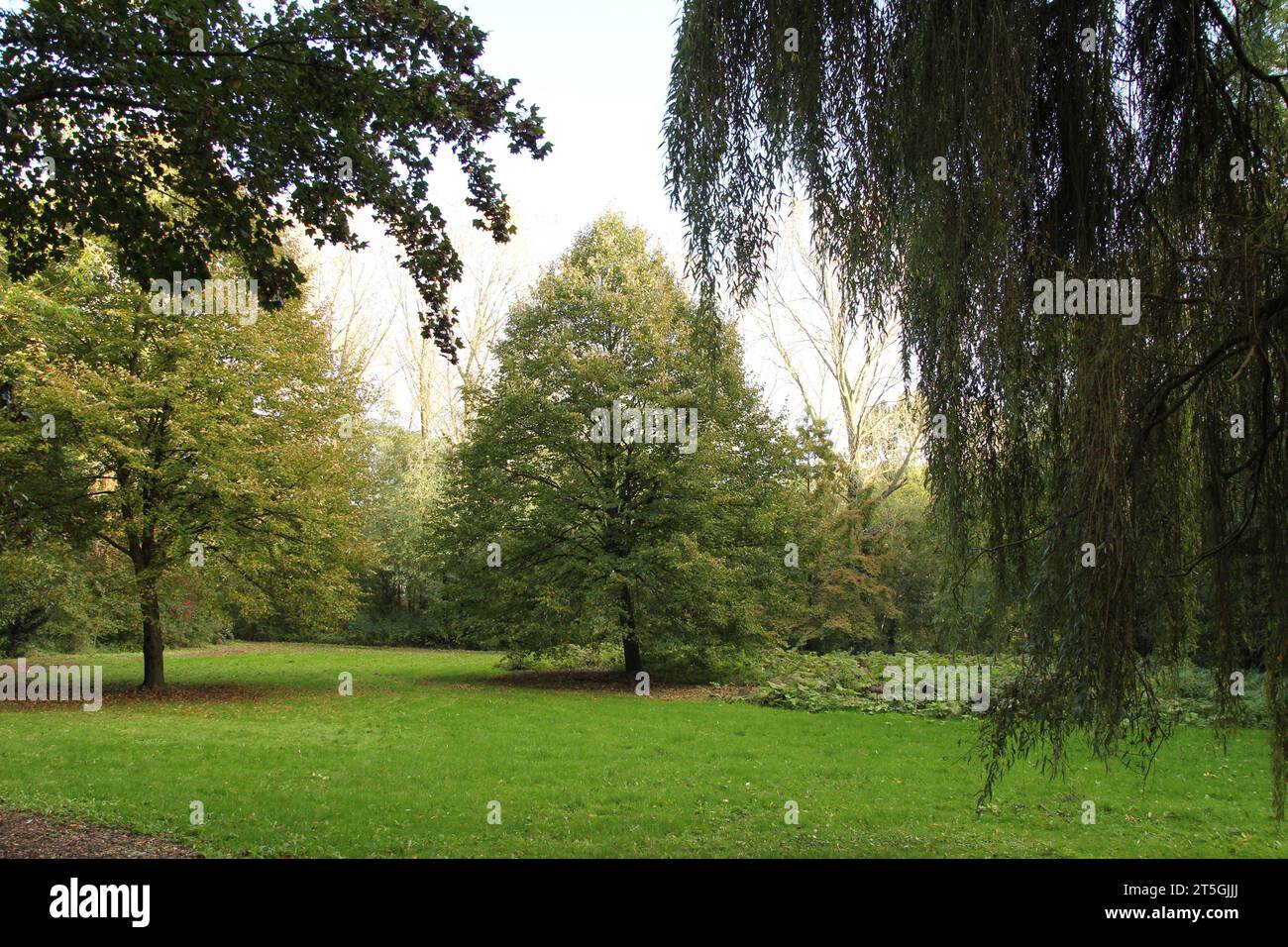 a big beech and an oak at a green meadow in a forest in autumn and the branches of a weeping willow in front Stock Photo