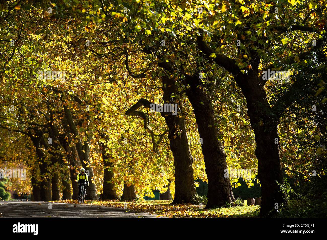 Whatton-in-the-Vale, Nottinghamshire, UK. 5th November 2023.  A cyclist amongst the autumn colours in Whatton-in-the-Vale, Nottinghamshire. Neil Squires/Alamy Live News Stock Photo