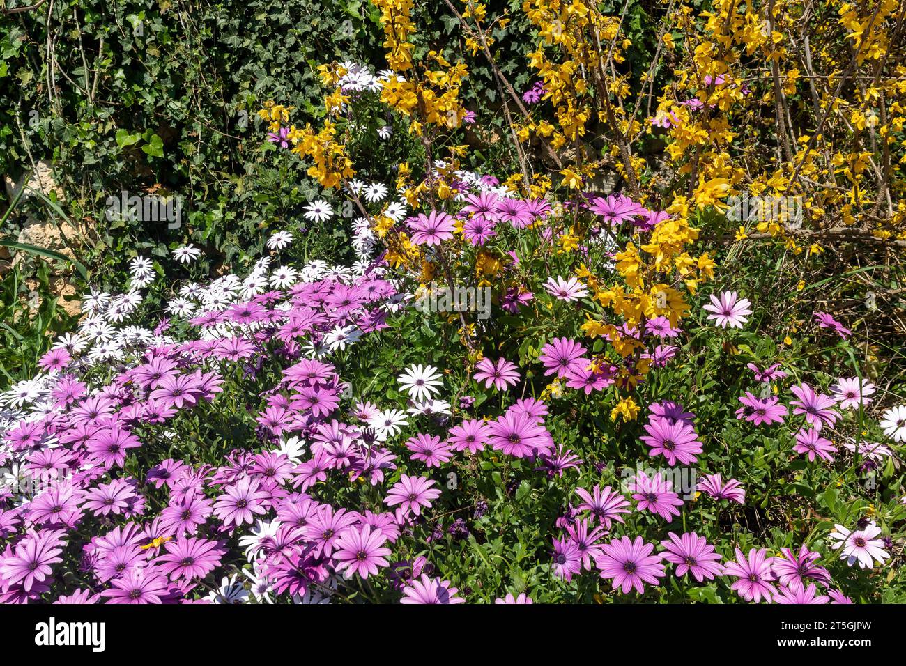 Flowering plants of pink African daisy (Dimorphotheca) and yellow forsythia with a climbing ivy in the background in spring, Savona, Liguria, Italy Stock Photo