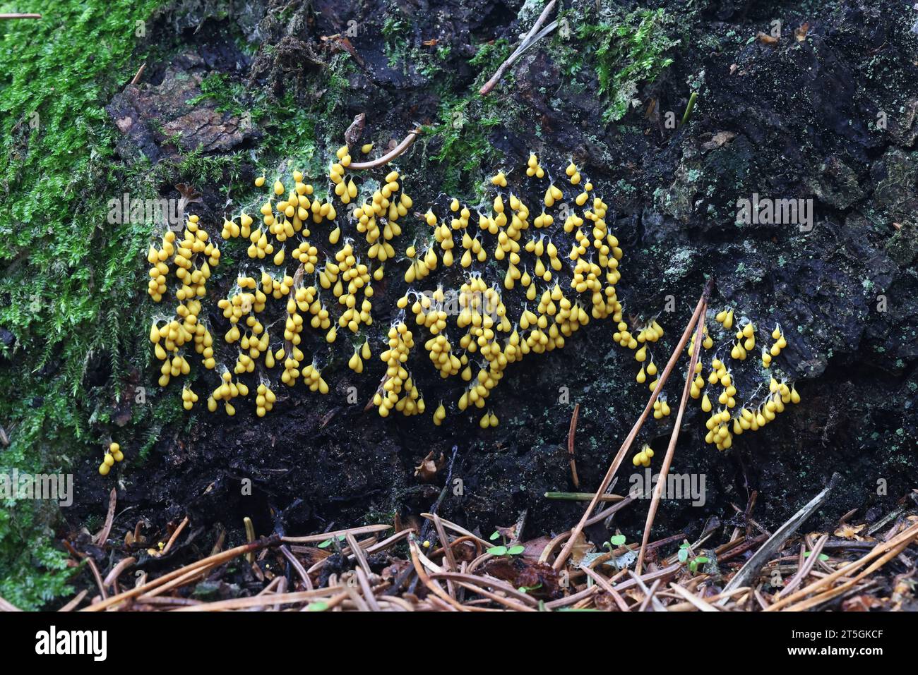 Leocarpus fragilis, commonly known as  Insect egg slime mold or egg-shell slime mould Stock Photo