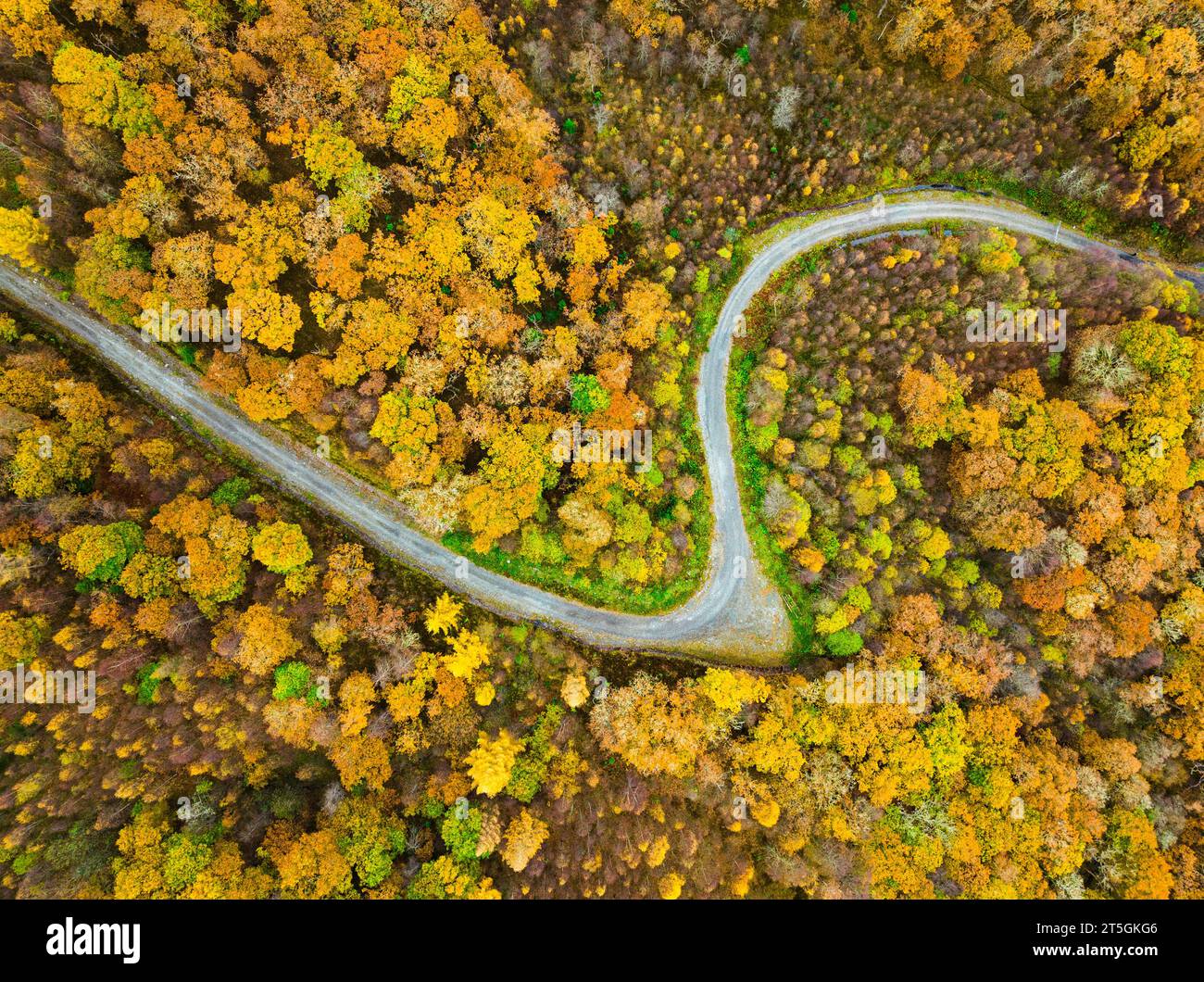 Trossachs,Scotland. Aerial view of forestry road curving amongst woodland in autumn colours beside Loch Achray in Stirling district. Stock Photo