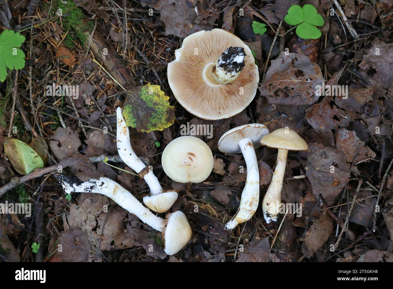 Cortinarius argutus, a webcap  mushroom from Finland, no common English name Stock Photo