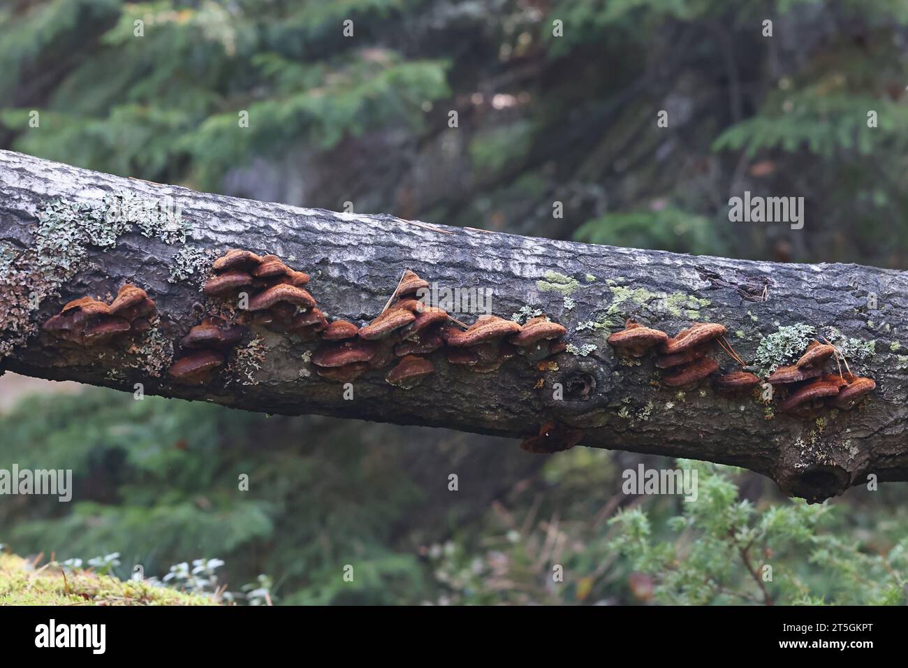 Inonotus rheades, commonly known as fox bracket fungus, wild polypore from Finland Stock Photo