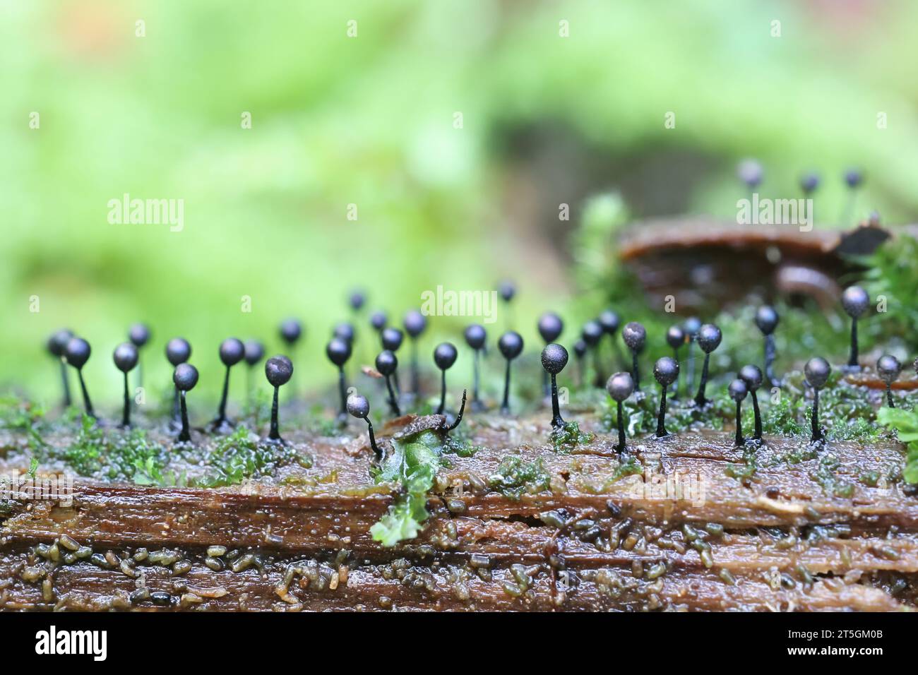 Lamproderma columbinum, a slime mold from Finland, no common English name Stock Photo