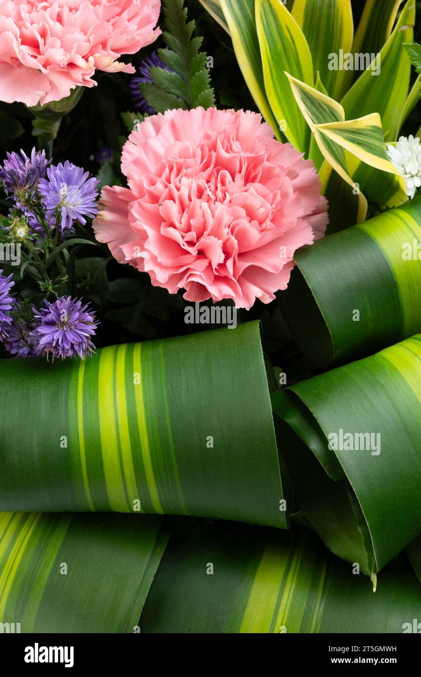 Pink flower head in green leaf background copy space close up view Stock Photo