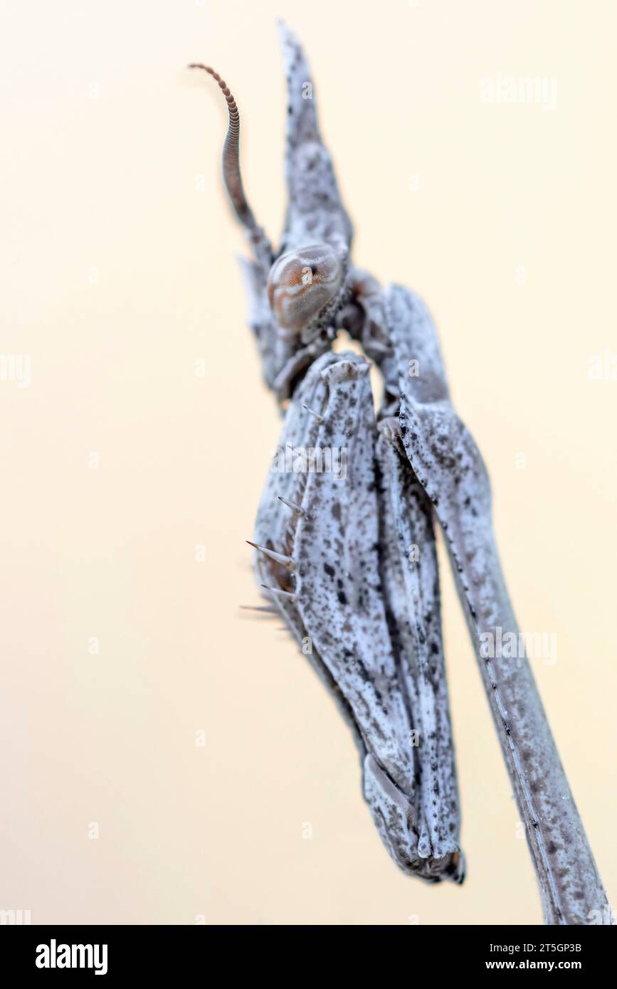 Empusa pennata, or the conehead mantis, is a species of praying mantis in genus Empusa native to the Mediterranean Region. Stock Photo