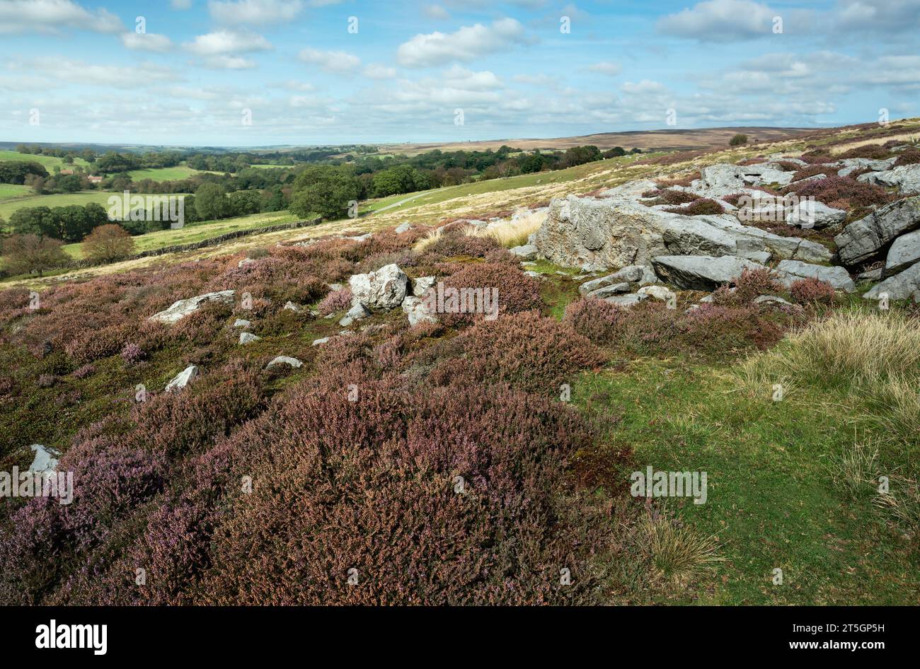 Rugged moorland with large bouldersd including flowering wild heathers in the North York Moors National Park in summer near Goathland, Yorkshire, UK. Stock Photo