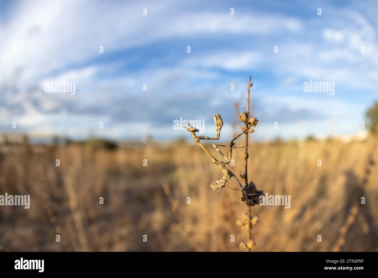 Empusa pennata, or the conehead mantis, is a species of praying mantis in genus Empusa native to the Mediterranean Region. Stock Photo