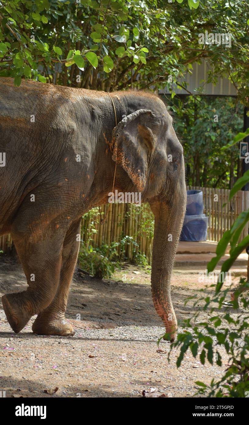 Thailand elephant elephants trunk hi-res stock photography and images -  Page 2 - Alamy