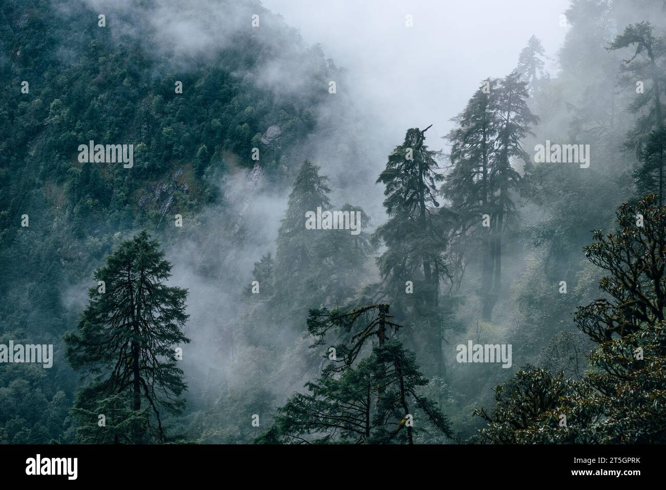 Beautiful misty morning jungles foggy rainforest jungles landscape photo in Makalu Barun National Park near Chatra Khola settlement. Mera peak climbin Stock Photo