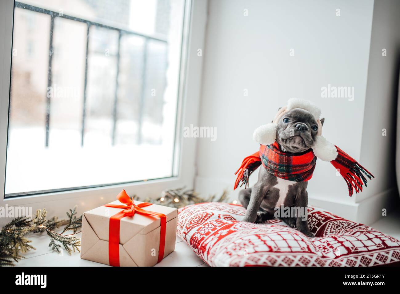 Cute young french bulldog puppy with blue eyes with Xmas present in holiday Christmas setting. Happy stylish adorable pet doggy celebrating New Year Stock Photo