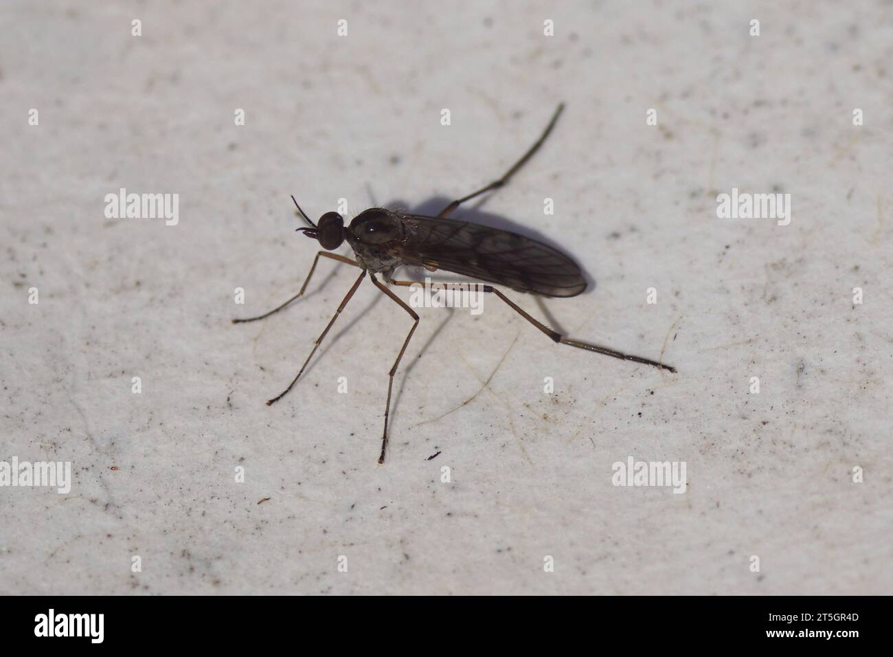 Clear tipped window gnat hires stock photography and images Alamy