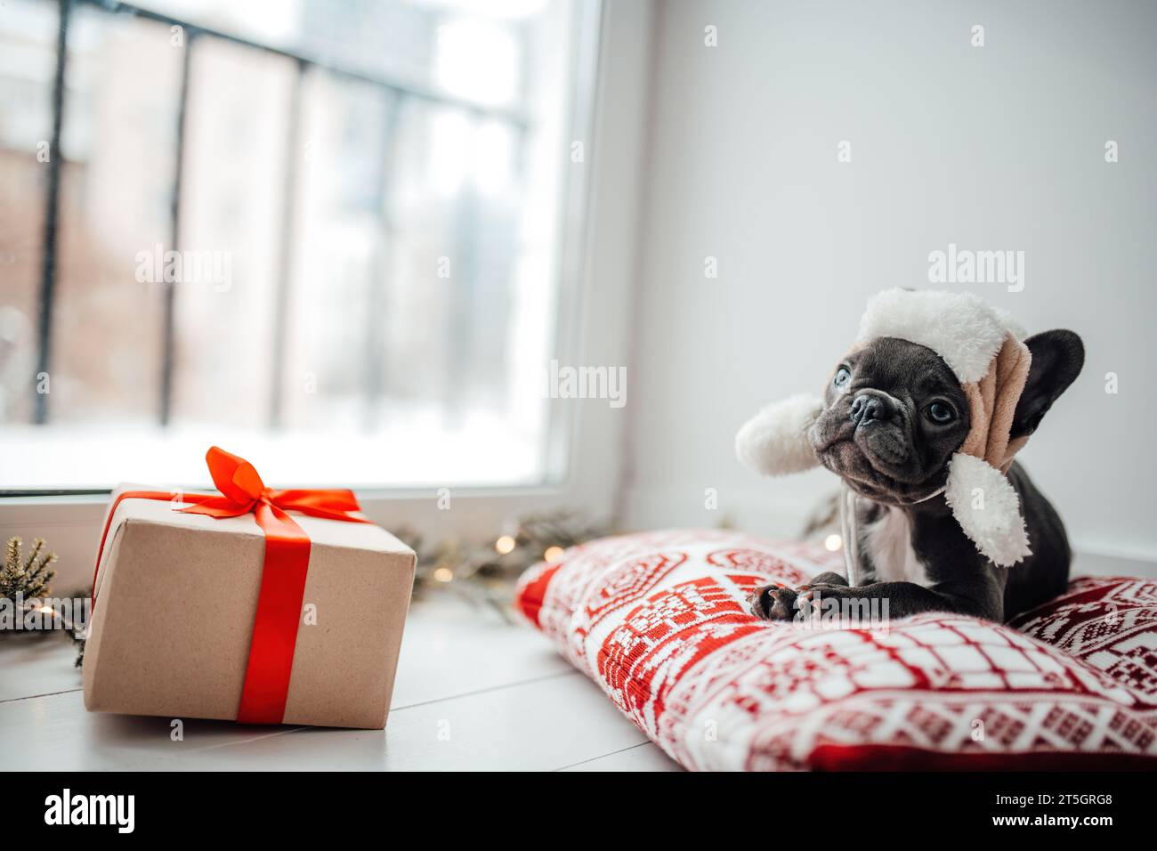 Dog presents hi-res stock photography and images - Alamy