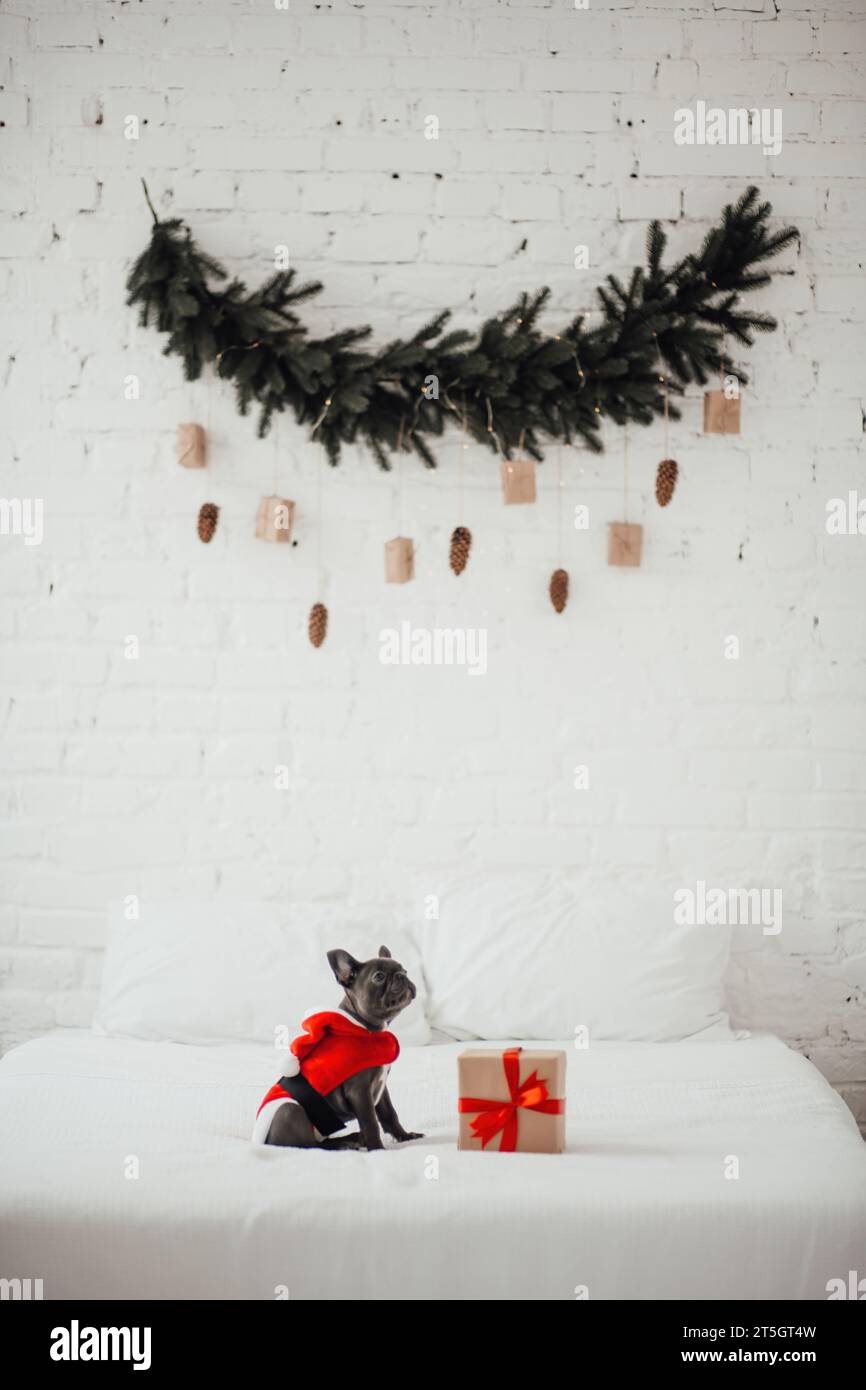 Cute young french bulldog puppy with blue eyes with Xmas present in holiday Christmas setting. Happy stylish adorable pet doggy celebrating New Year Stock Photo