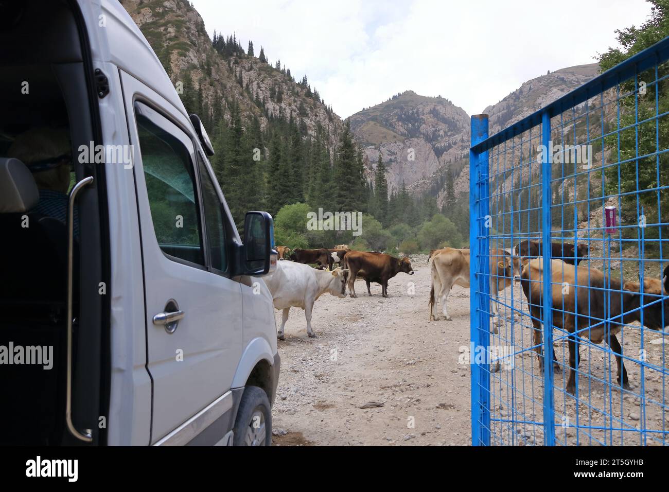 Gyhhb Cows standing on the road in Kyrgyzstan in Central Asia Stock Photo - Alamy