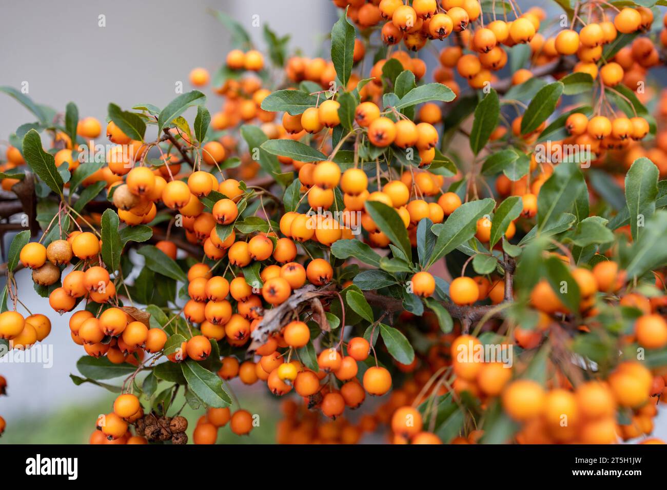 tree of seabuckthorn with ripe berries on the branches Stock Photo