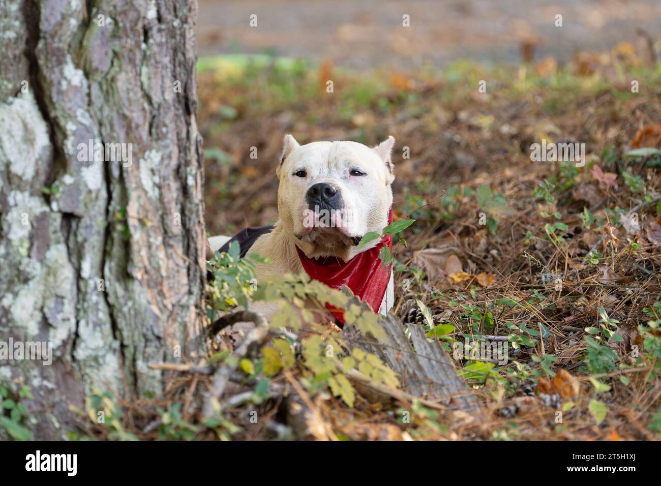 Pitbull with cropped ears peaking out from behind a tree in the woods Stock Photo