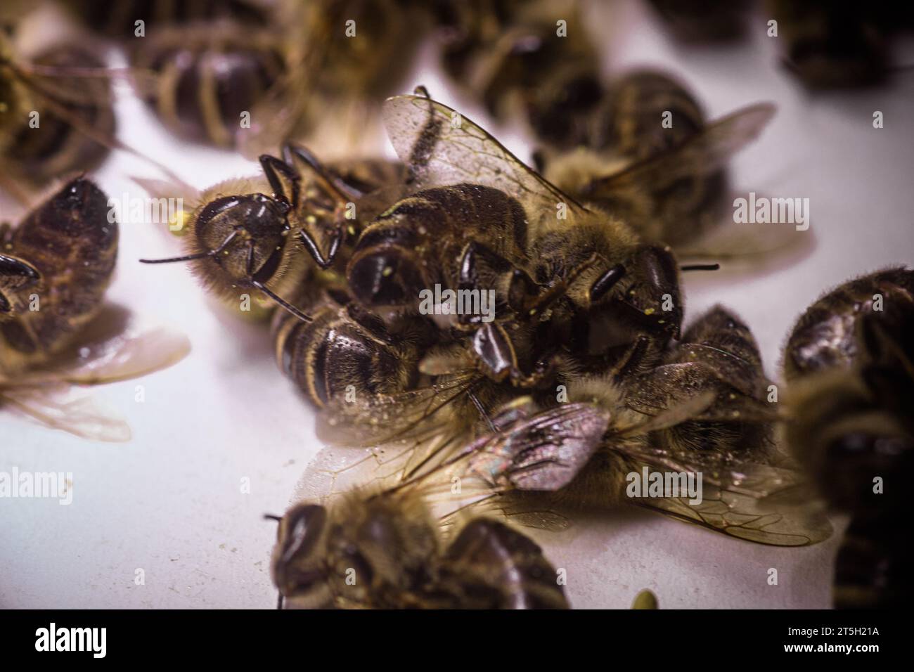 Death from pesticides hi-res stock photography and images - Alamy