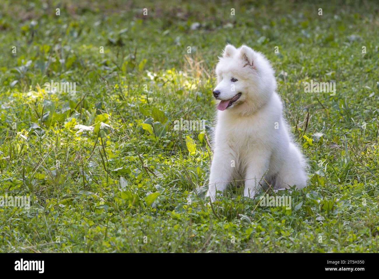 Samoyed - a beautiful breed of Siberian white dog. Four-month-old puppy ...