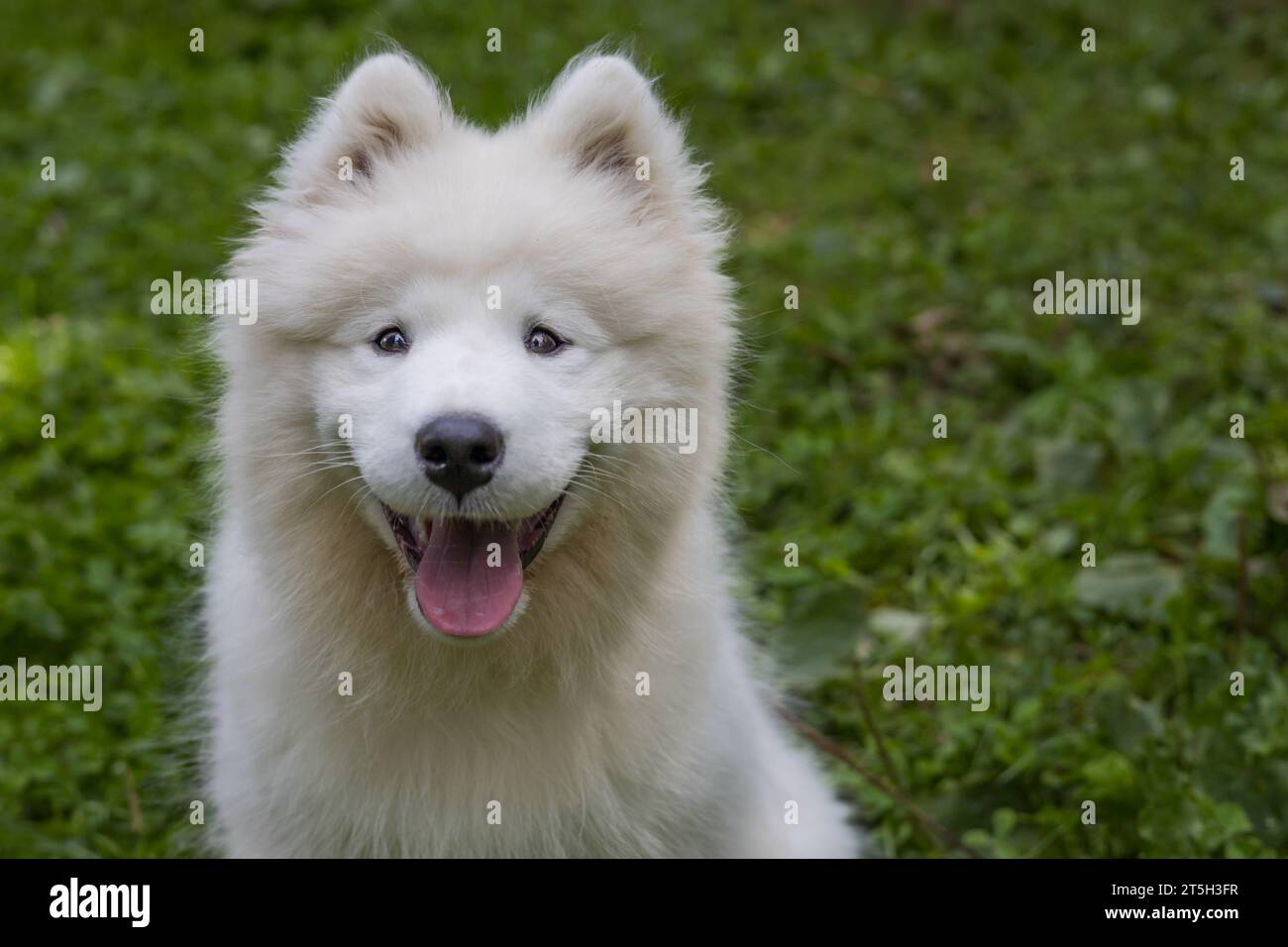 Samoyed - a beautiful breed of Siberian white dog. Four-month-old puppy ...