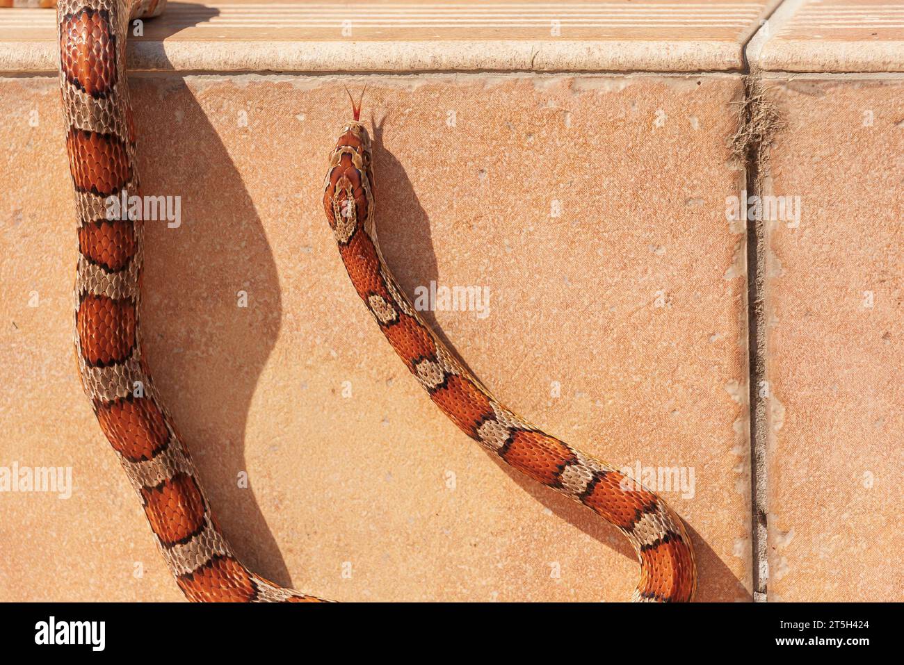 Red snake - Pantherophis guttatus crawls on the pavement and has its tongue out Stock Photo
