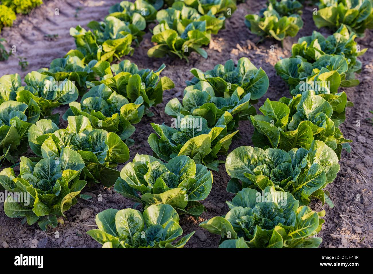 An agricultural field with rows of organic chard Stock Photo - Alamy
