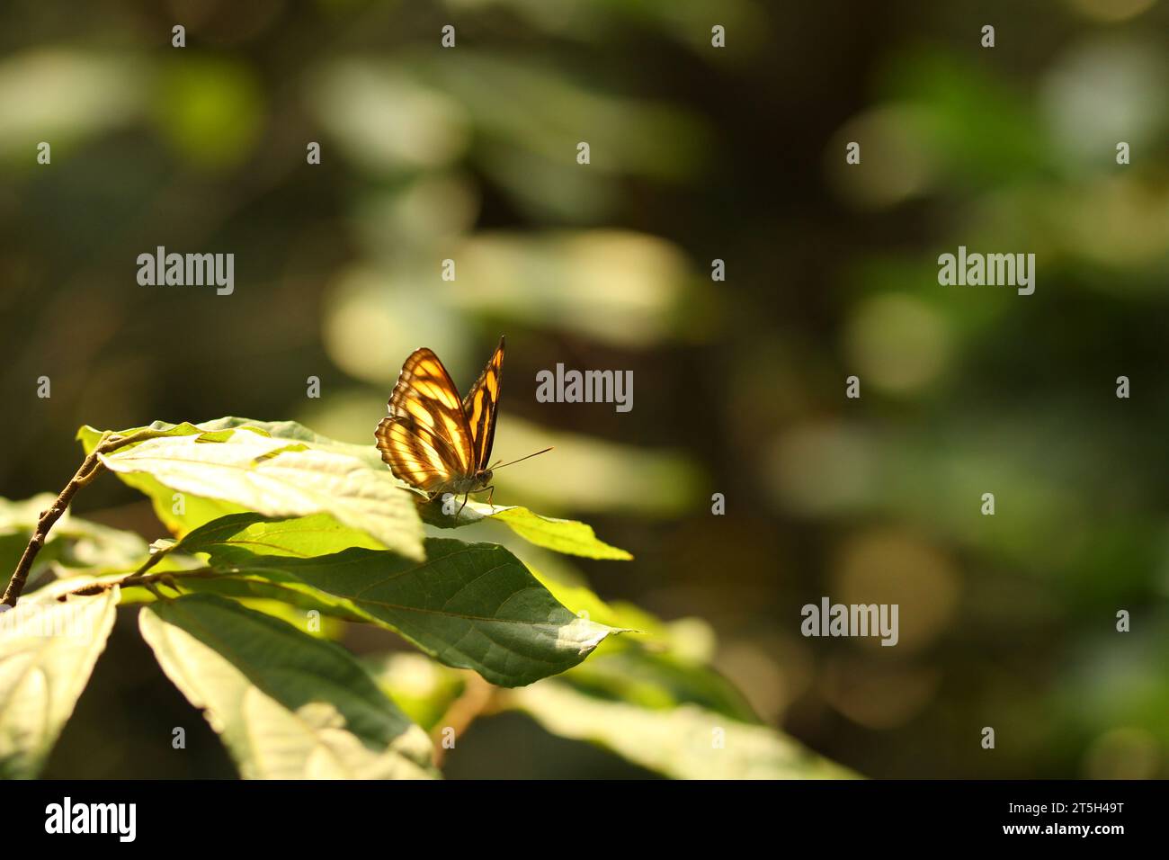 Common lascar butterfly Stock Photo