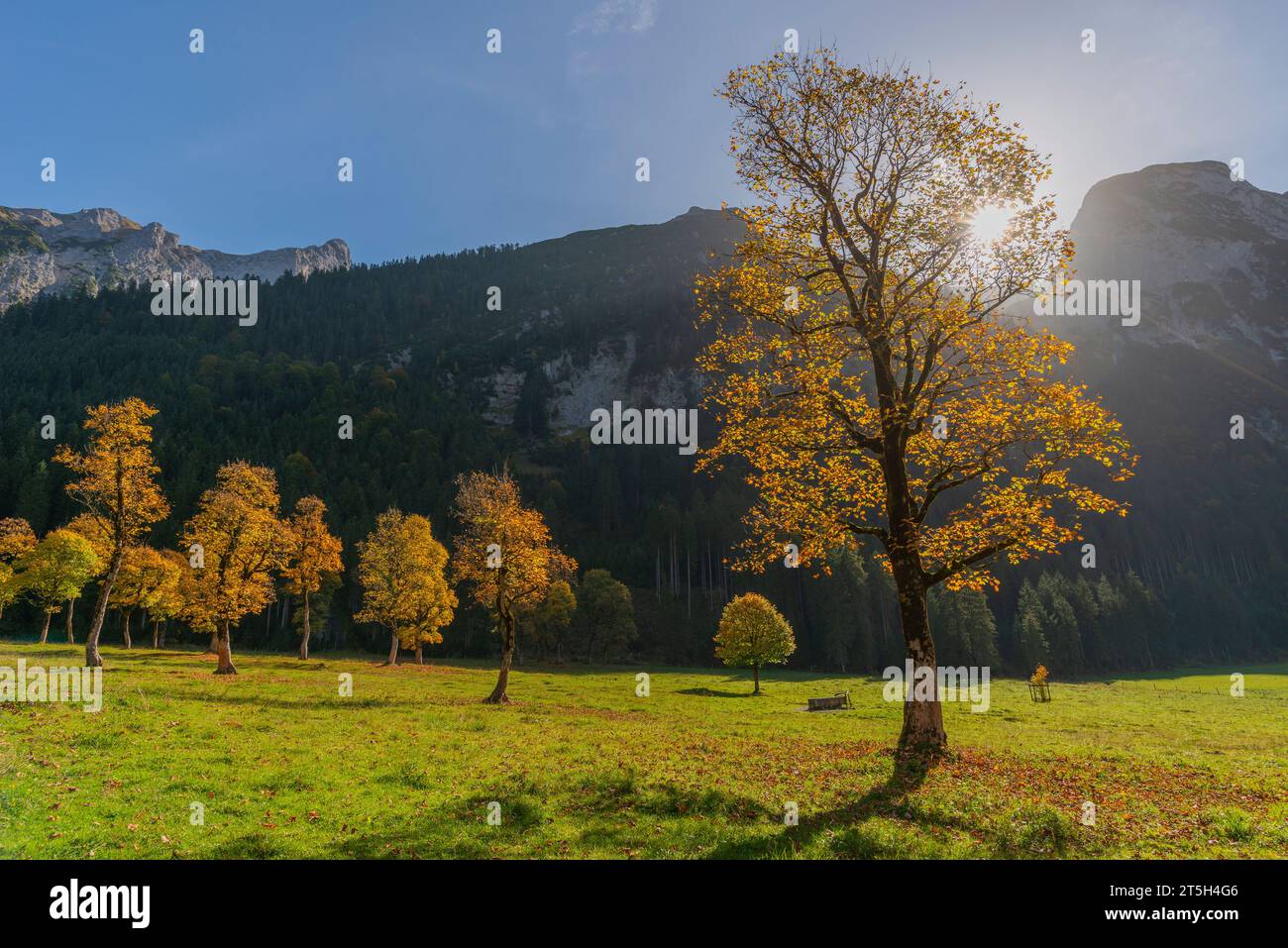 Colorful fall foilage in the Ahorn Boden, Maple Ground, Engtal or Eng Valley,  nature reserve Karwendel Masif, the Alps, Tyrol, Austria, Stock Photo