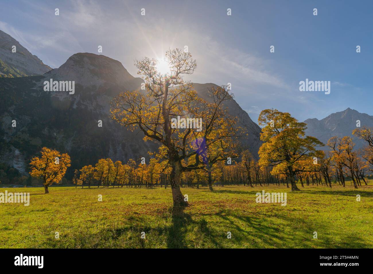 Colorful fall foilage in the Ahorn Boden, Maple Ground, Engtal or Eng Valley,  nature reserve Karwendel Masif, the Alps, Tyrol, Austria, Stock Photo