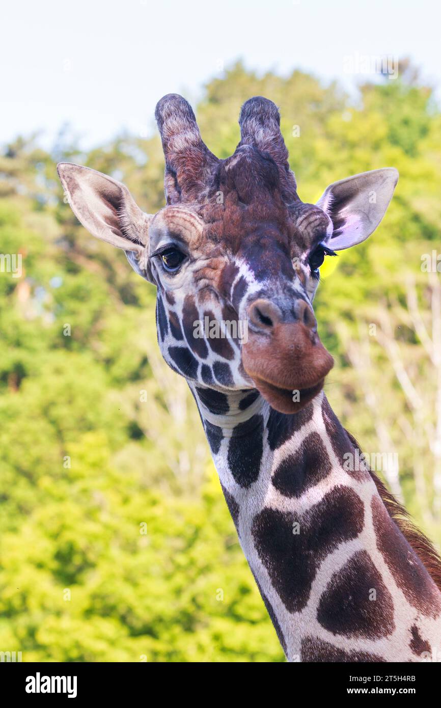 Nice giraffe hi-res stock photography and images - Alamy