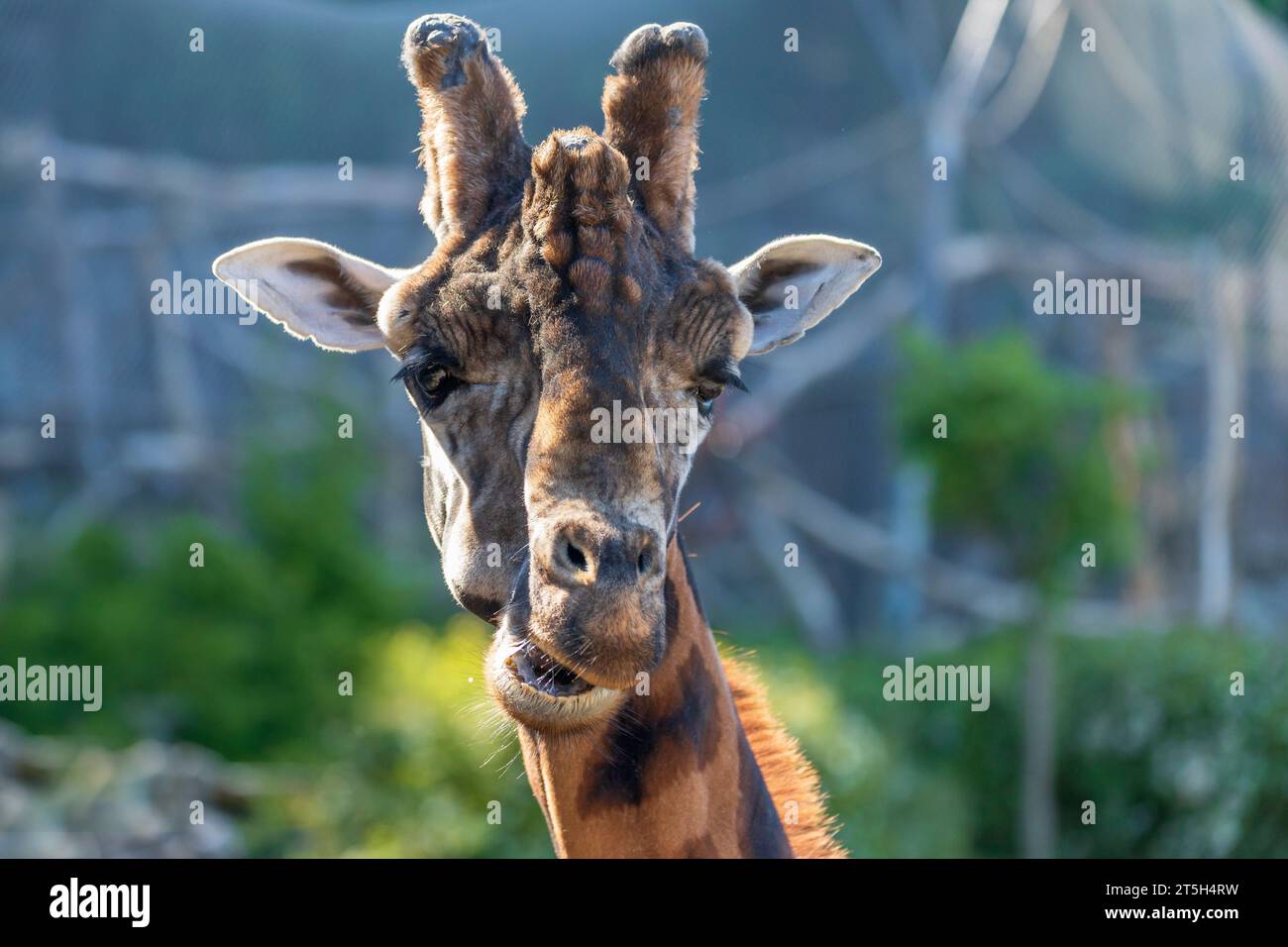 Nice giraffe hi-res stock photography and images - Alamy