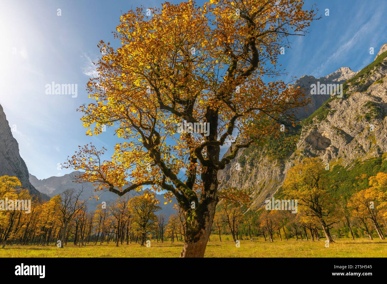 Colorful fall foilage in the Ahorn Boden, Maple Ground, Engtal or Eng Valley,  nature reserve Karwendel Massif, the Alps, Tyrol, Austria, Stock Photo