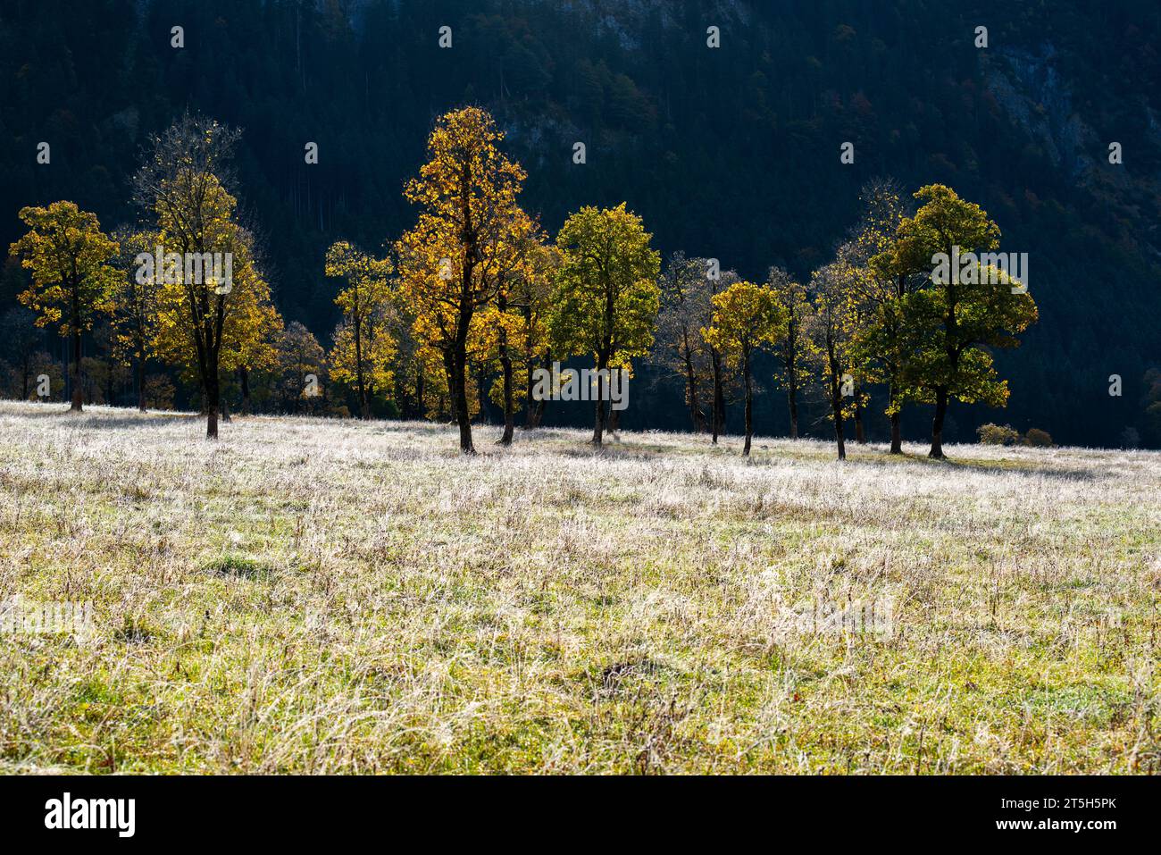 Colorful fall foilage in the Ahorn Boden, Maple Ground, Engtal or Eng Valley,  nature reserve Karwendel Massif, the Alps, Tyrol, Austria, Stock Photo
