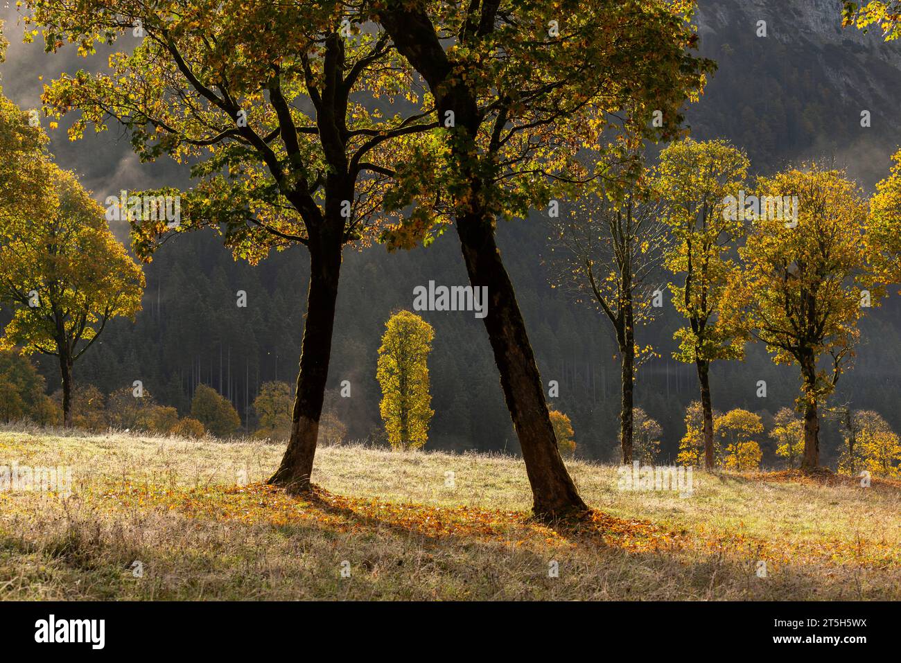 Colorful fall foilage in the Ahorn Boden, Maple Ground, Engtal or Eng Valley,  nature reserve Karwendel Massif, the Alps, Tyrol, Austria, Stock Photo