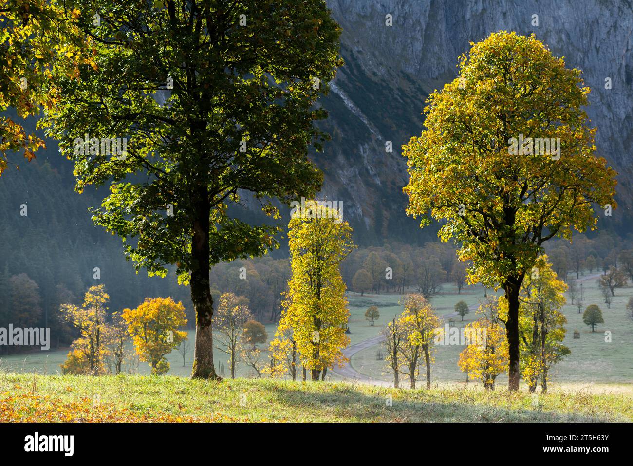 Colorful fall foilage in the Ahorn Boden, Maple Ground, Engtal or Eng Valley,  nature reserve Karwendel Massif, the Alps, Tyrol, Austria, Stock Photo