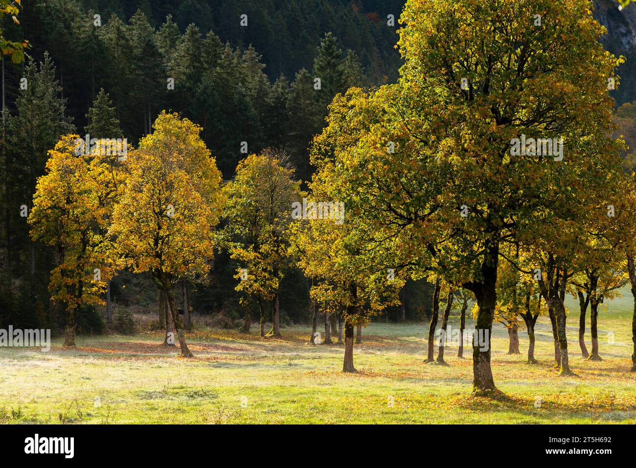 Colorful fall foilage in the Ahorn Boden, Maple Ground, Engtal or Eng Valley,  nature reserve Karwendel Masif, the Alps, Tyrol, Austria, Stock Photo