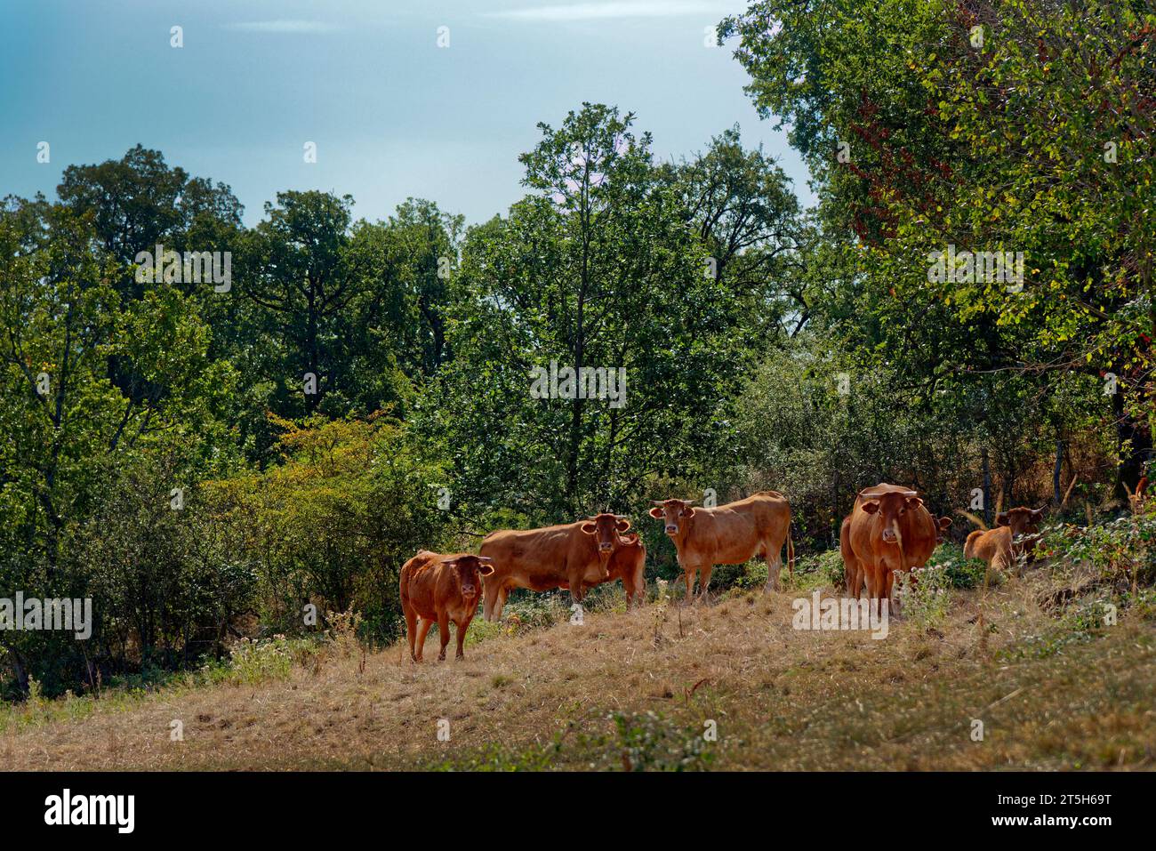 Petit troupeau de vaches dans les monts sauvages du département de l'Aveyron, Occitanie France Stock Photo