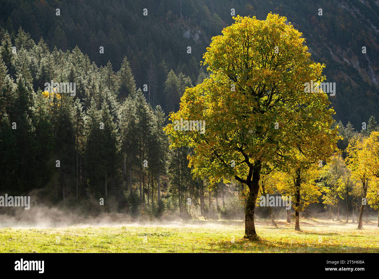 Colorful fall foilage in the Ahorn Boden, Maple Ground, Engtal or Eng Valley,  nature reserve Karwendel Masif, the Alps, Austria, Stock Photo