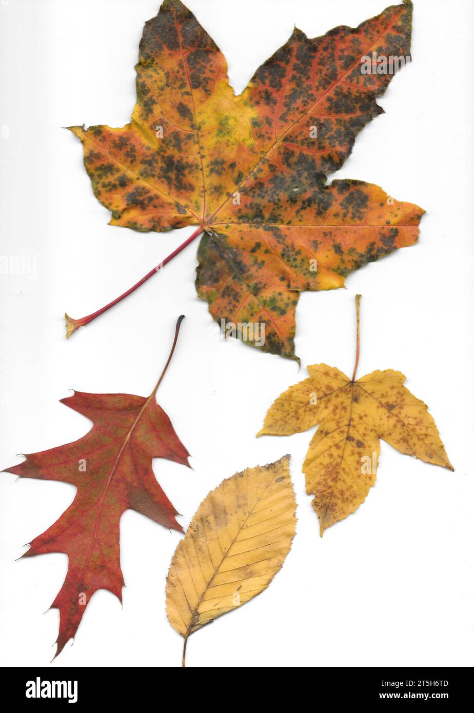 Autumn leaves as a warning of dry skin. Stock Photo