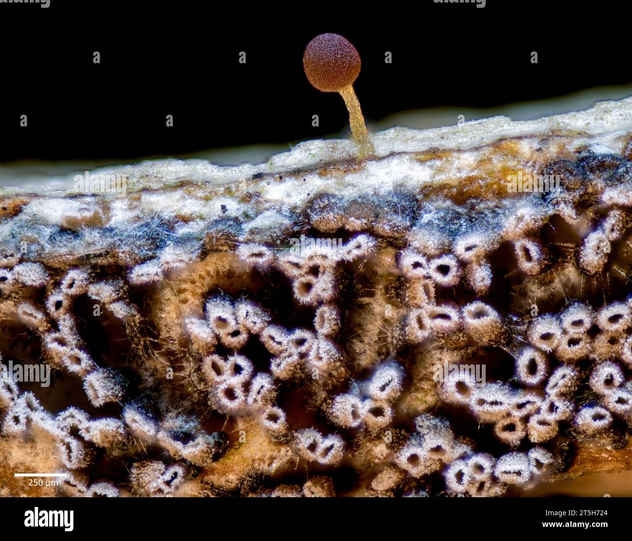 Plasmodium and sporangia of the slime mold Trichia sp. Growing from wood of Acer sp. collected from Hidra, south-western Norway. Fruiting bodies from Stock Photo