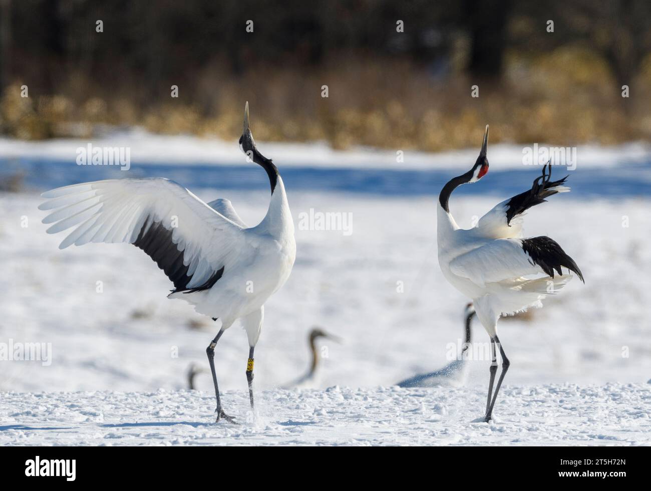 Red-crowned crane (Grus japonensis) dancing. Photo from Tsurui-Ito ...